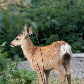 Image of Mule Deer (*Odocoileus hemionus*). Image taken by [Kalvin Chan](https://www.inaturalist.org/photos/224918782), [CC BY-NC 4.0](https://creativecommons.org/licenses/by/4.0/), via iNaturalist. Hot spot for Mule Deer on campus.