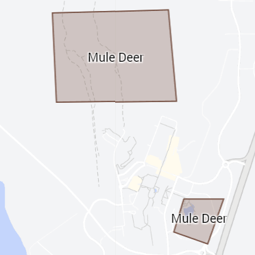 Image of Mule Deer (*Odocoileus hemionus*). Image taken by [Kalvin Chan](https://www.inaturalist.org/photos/224918782), [CC BY-NC 4.0](https://creativecommons.org/licenses/by/4.0/), via iNaturalist. Hot spot for Mule Deer on campus.