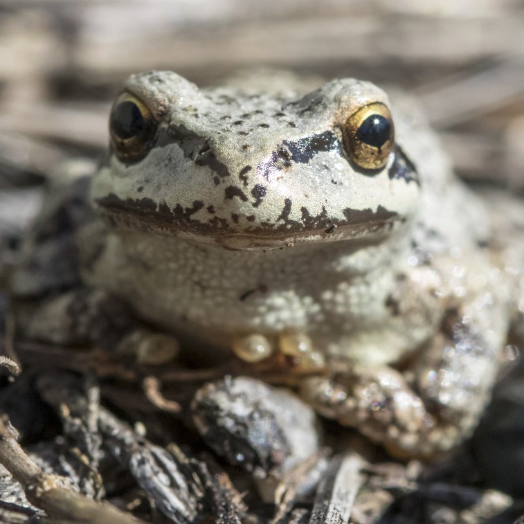 Image of Northern Pacific Tree Frog (*Pseudacris regilla*). Image taken by [Bob Lalonde](https://www.inaturalist.org/photos/60514377), [CC BY-NC 4.0](https://creativecommons.org/licenses/by-nc/4.0/), via iNaturalist. Hot spot for Northern Pacific Tree Frog on campus.