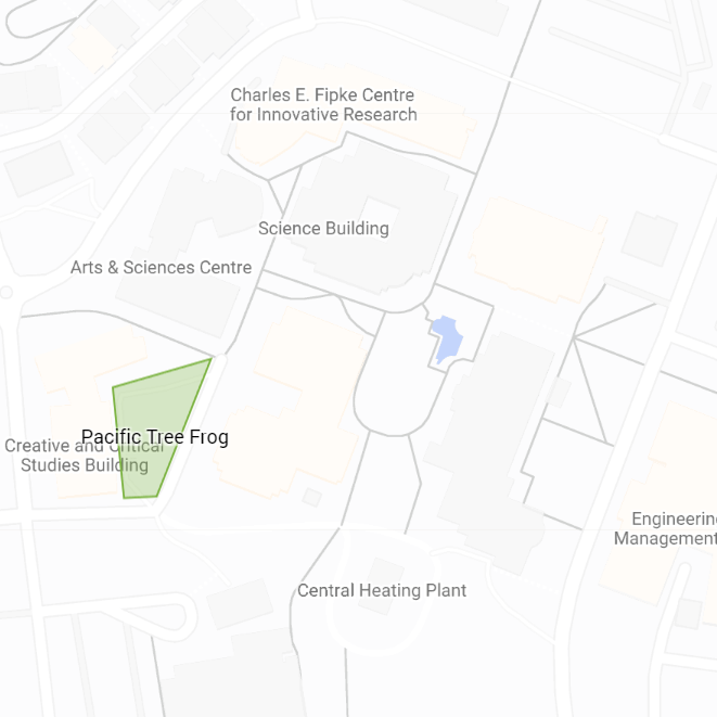 Image of Northern Pacific Tree Frog (*Pseudacris regilla*). Image taken by [Bob Lalonde](https://www.inaturalist.org/photos/60514377), [CC BY-NC 4.0](https://creativecommons.org/licenses/by-nc/4.0/), via iNaturalist. Hot spot for Northern Pacific Tree Frog on campus.