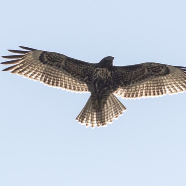 Image of Red-tailed Hawk (*Buteo jamaicensis*). Image taken by [Bob Lalonde](https://www.inaturalist.org/photos/60514571), [CC BY-NC 4.0](https://creativecommons.org/licenses/by-nc/4.0/), via iNaturalist. Hot spot for Red tailed Hawk on campus.