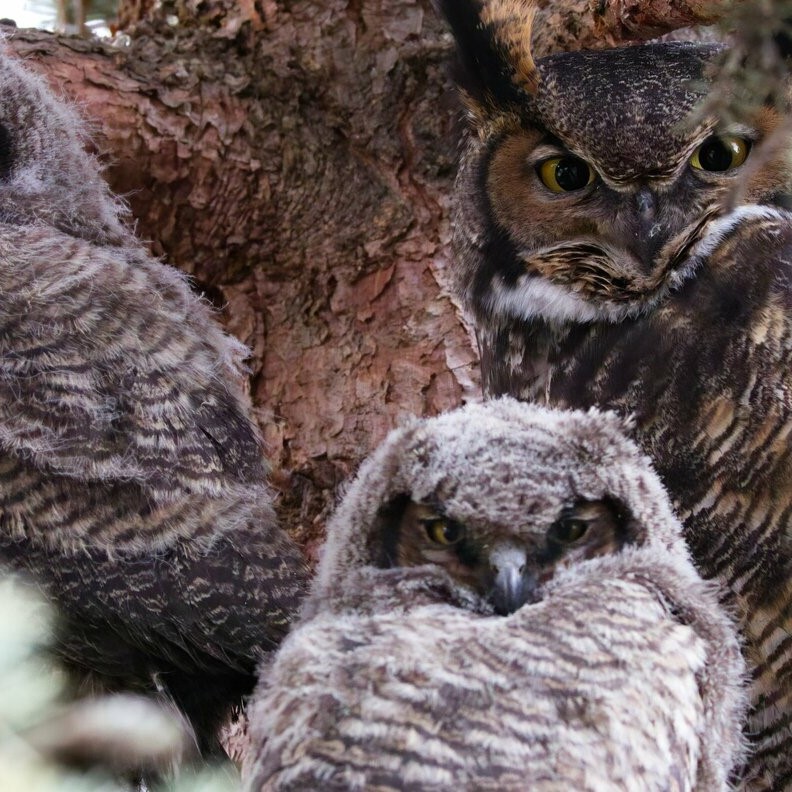 Image of Great Horned Owl (*Bubo virginianus*). Image taken by [Bob Lalonde](https://www.inaturalist.org/photos/260429890), [CC BY-NC 4.0](https://creativecommons.org/licenses/by-nc/4.0/), via iNaturalist. Hot spot for Great Horned Owl on campus.