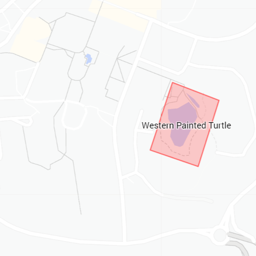 Image of Western Painted Turtle (*Chrysemys picta* ssp. *bellii*). Image taken by [Kalvin Chan](https://www.inaturalist.org/photos/123339228), [CC BY-NC 4.0](https://creativecommons.org/licenses/by/4.0/), via iNaturalist. Hot spot for Western Painted Turtle on campus.