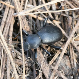 Image of California broad-necked beetle (*Coelocnemis dilaticollis*). Image taken by [kalvinchan](https://www.inaturalist.org/photos/233670239), [CC BY-NC 4.0](https://creativecommons.org/licenses/by/4.0/), via iNaturalist. Hot spot for California broad-necked beetle on campus.