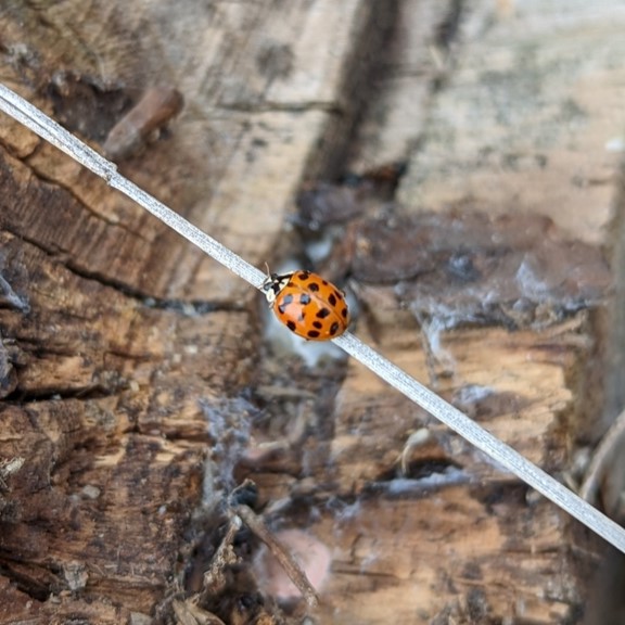 Image of Asian Lady Bug (*Harmonia axyridis*). Image taken by [kalvinchan](https://www.inaturalist.org/photos/230709327), [CC BY-NC 4.0](https://creativecommons.org/licenses/by/4.0/), via iNaturalist. Hot spot for Asian Lady Bug on campus.