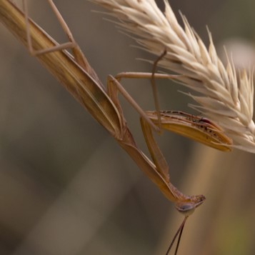 Image of European Mantis (*Mantis religiosa*). Image taken by [Bob Lalonde](https://www.inaturalist.org/photos/60515212), [CC BY-NC 4.0](https://creativecommons.org/licenses/by-nc/4.0/), via iNaturalist. Hot spot for European Mantis on campus.