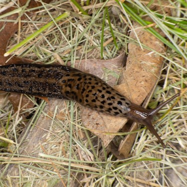 Image of Leopard Slug (*Limax maximus*). Image taken by [Jason Alexander](https://www.inaturalist.org/photos/80439924), [CC BY-NC 4.0](https://creativecommons.org/licenses/by-nc/4.0/), via iNaturalist. Hot spot for Leopard Slug on campus.