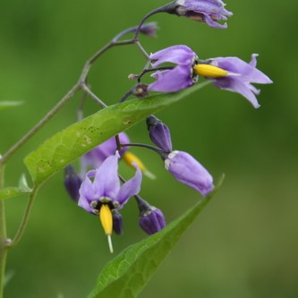 Images of Bittersweet Nightshade (*Solanum dulcamara*). Left most image taken by [lesfreck](https://www.inaturalist.org/photos/61694401), [CC BY-NC 4.0](https://creativecommons.org/licenses/by-nc/4.0/), via iNaturalist. Middle image taken by [Alexander Baransky](https://www.inaturalist.org/photos/70860715), CC BY-NC 4.0, via iNaturalist. Hot spot for Bittersweet Nightshade on campus.