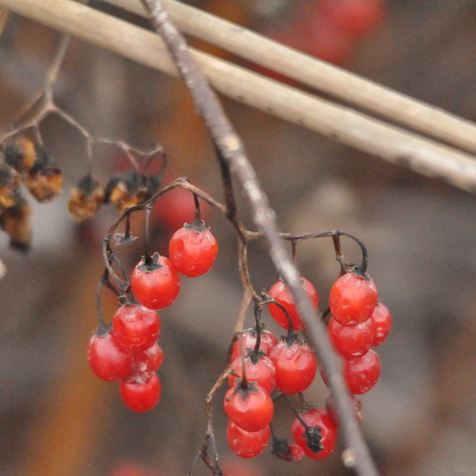 Images of Bittersweet Nightshade (*Solanum dulcamara*). Left most image taken by [lesfreck](https://www.inaturalist.org/photos/61694401), [CC BY-NC 4.0](https://creativecommons.org/licenses/by-nc/4.0/), via iNaturalist. Middle image taken by [Alexander Baransky](https://www.inaturalist.org/photos/70860715), CC BY-NC 4.0, via iNaturalist. Hot spot for Bittersweet Nightshade on campus.