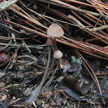 Image of Bonnets (Genus *Mycena*). Image taken by [kalvinchan](https://www.inaturalist.org/photos/170911702), [CC BY-NC 4.0](https://creativecommons.org/licenses/by-nc/4.0/), via iNaturalist. Hot spot for bonnets on campus.