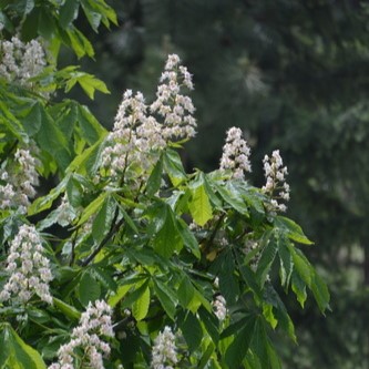 Image of Horse Chestnut (*Aesculus hippocastanum*). Image taken by [lesfreck](https://www.inaturalist.org/photos/201399267), [CC BY-NC 4.0](https://creativecommons.org/licenses/by-nc/4.0/), via iNaturalist. Hot spot for Horse-Chestnut on campus.