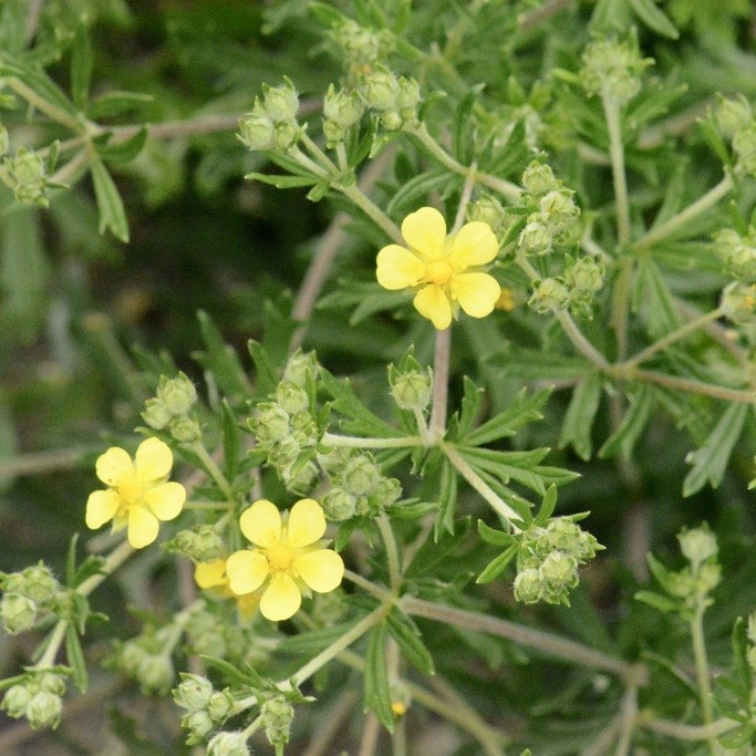 Image of Silvery Cinquefoil (*Potentilla argentea*). Image taken by [lesfreck](https://www.inaturalist.org/photos/198692554), [CC BY-NC 4.0](https://creativecommons.org/licenses/by-nc/4.0/), via iNaturalist. Hot spot for Silvery Cinquefoil on campus.