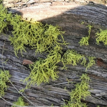 Image of Wolf Lichen (*Letharia vulpina*). Image taken by [kalvinchan](https://www.inaturalist.org/photos/179070916), [CC BY-NC 4.0](https://creativecommons.org/licenses/by-nc/4.0/), via iNaturalist. Hot spot for Wolf Lichen on campus.